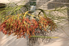 Ptychosperma macarthurii